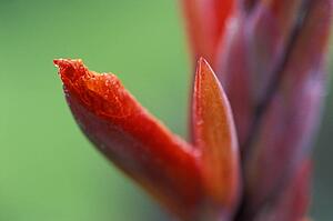 Closeup of red flower bud