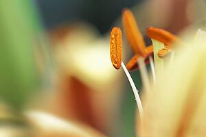 Closeup of flower stamen