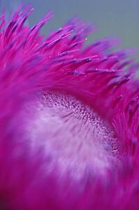 Close-up of fuchsia pink flower