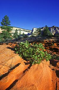 Desert plant life with mountainous backdrop