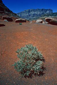 Bush in desert against red earth and mountains