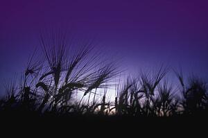 Bug's eye view of field grass with sun and blue sky in background