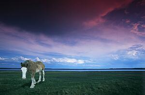 Horse in grass field