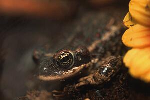 Toad with flower