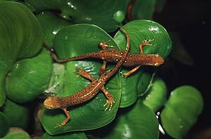 Two spotted newts on leaves