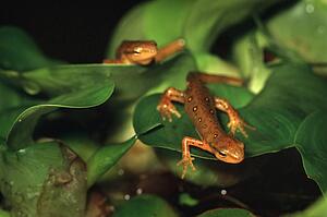 Two newts on leaves