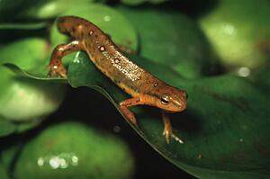 Newt on a leaf