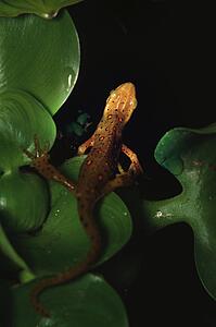 Newt on leaves