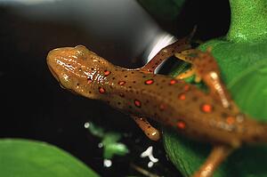Newt on leaf