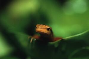 Newt on leaf