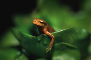 Newt on leaf