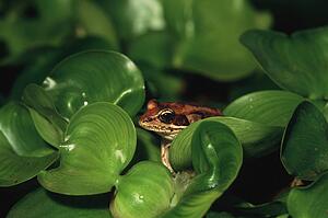 Frog hiding in leaves