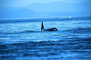 Killer whale on surface