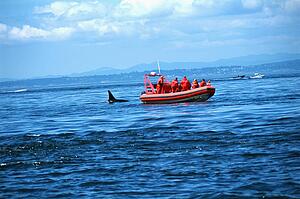 Whale watching tour looking at orca