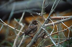 Small bird on twig