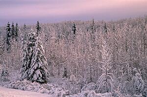 Forest in winter
