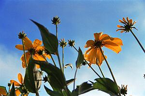 Bug's eye view of orange flowers