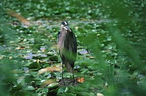 Heron standing at edge of leaf-covered pond