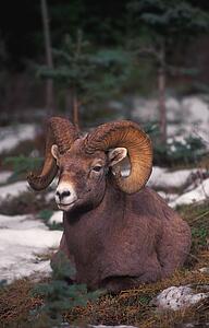 Bighorn sheep resting on ground