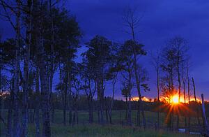 Sunset through a stand of trees
