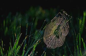 Spider web covered in dew
