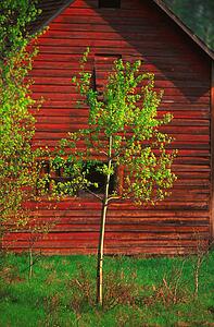 Small tree in front of red barn