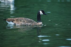 Canada goose in water