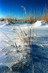 Clumps of grass poking through snow