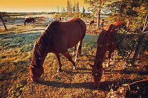 Horses grazing in the morning