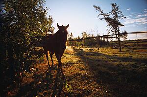 Silhouette of horse in the morning
