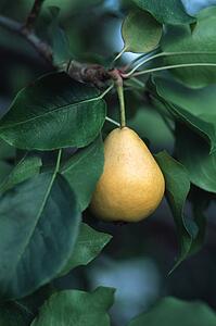 Pear on tree