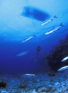 Scuba diver seen through school of fish