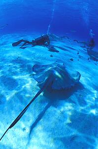 Scuba divers on ocean floor with sting ray