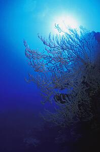 Coral with sun behind it