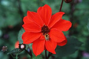 Bee on red flower