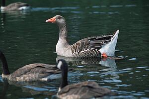 Duck on water