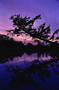 Sunset with lake and trees