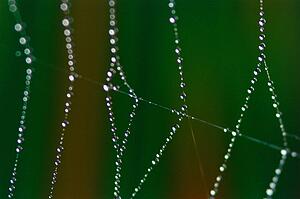 Spider web with dew