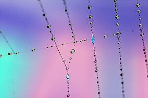 Spider web with dew