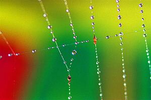 Spider web with dew