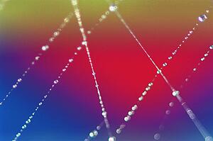 Spider web with dew