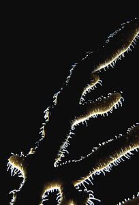 Coral with light behind it