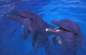 Dolphins standing in water
