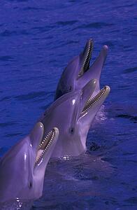 Dolphins standing in water