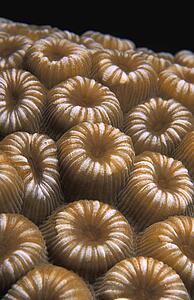 Moon polyp