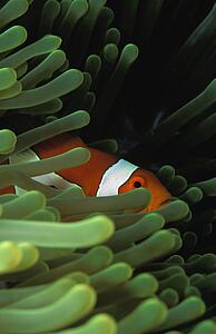 Anemone fish