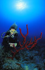 Scuba diver examining coral formation