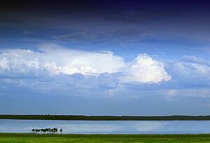 Horses by lake on overcast day