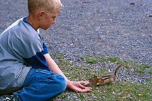 Boy with chipmunk taking food from hands