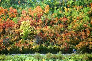 Man riding bicycle trail in autumn